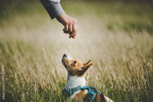 Girl gives Jack Russell treats while he sits in the grass