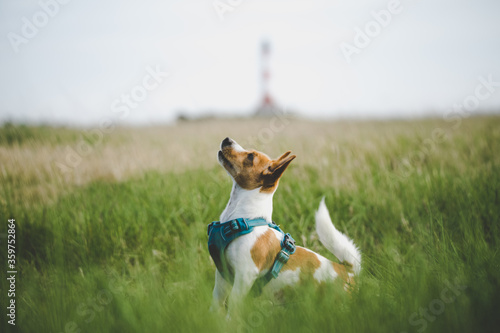 Jack Russell is sitting in the grass in front of the Westerhever lighthouse