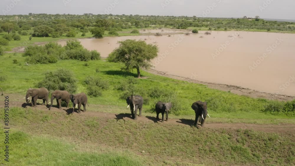 African Elephants standing ontop of hill swinging their trunks with waterhole and plains around African Elephants standing ontop of hill swinging their trunks with waterhole and plains around