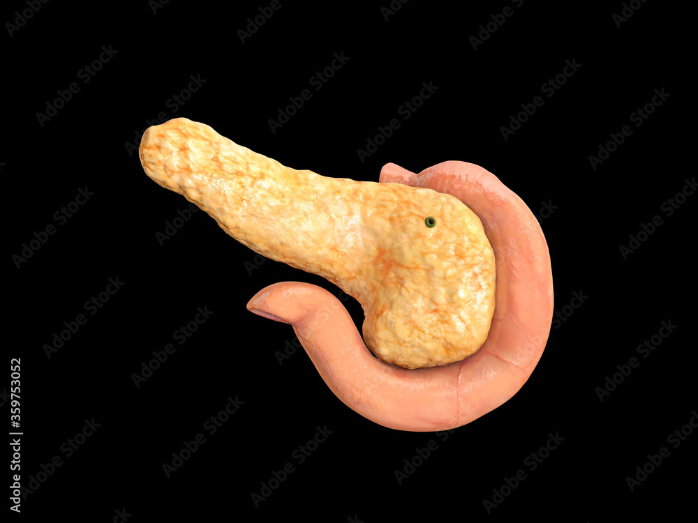 pancreas, human anatomy, posterior view, duodenum, on black background, 3d render pancreas, human anatomy, posterior view, duodenum, on black background, 3d render