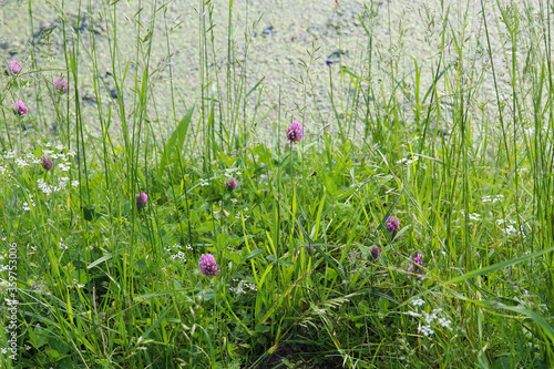 plants near the water close up