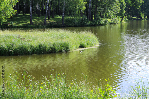 forest landscape on a pond