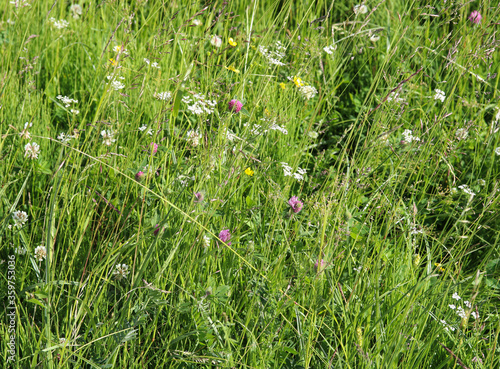 meadow grasses and flowers close up