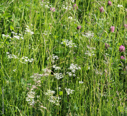 meadow grasses and flowers close up
