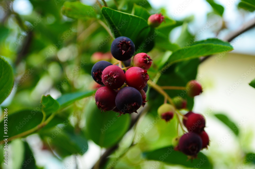 closeup of Berry from the Amelanchier lamarckii, also called juneberry, serviceberry or shadbush, blooming in spring closeup of Berry from the Amelanchier lamarckii, also called juneberry, serviceberry or shadbush, blooming in spring
