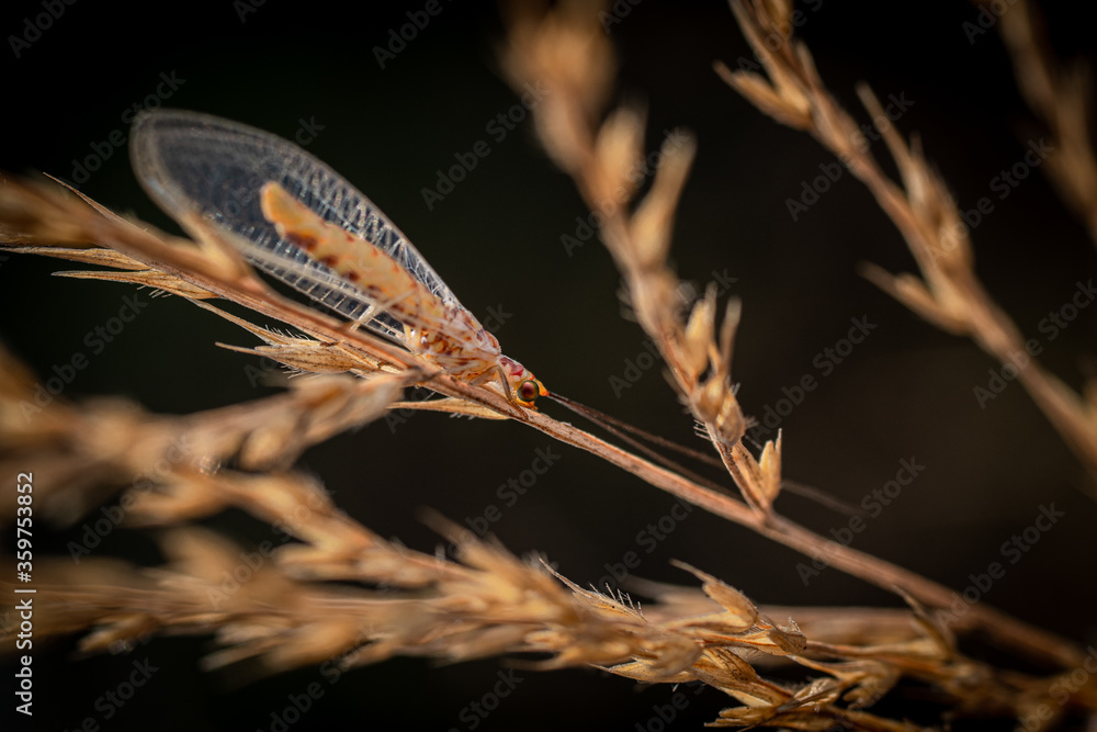 Fototapeta premium Beautifully backlit lacewing