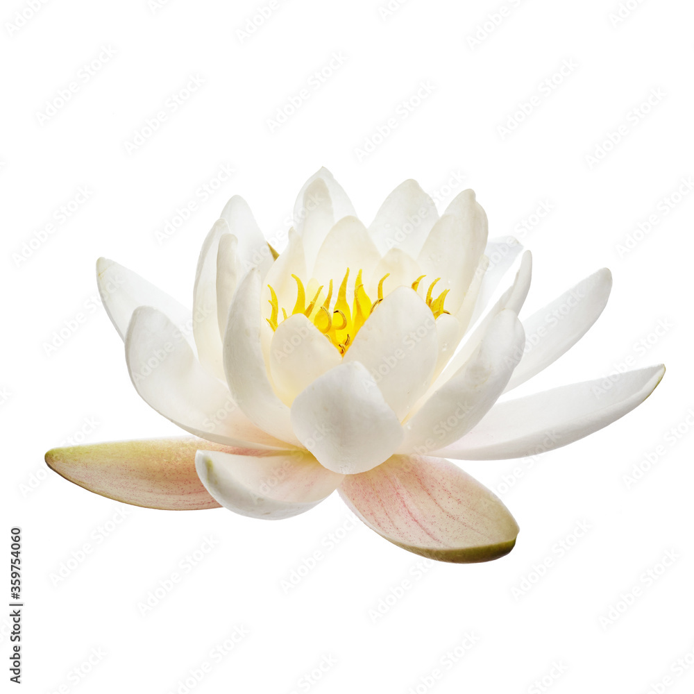 White water lily or lotus isolated on white background White water lily or lotus isolated on white background