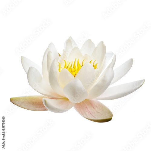 Canvas-taulu White water lily or lotus isolated on white background