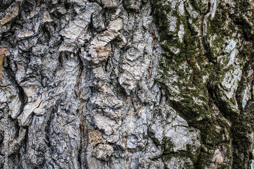 Textured background bark with moss photo