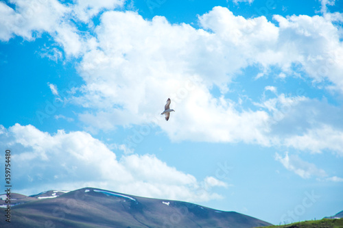 Stork flies in the sky above the clouds.