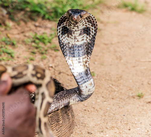 Quadro su tela cobra snake