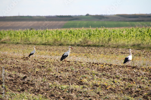 storks bird village field natural plants