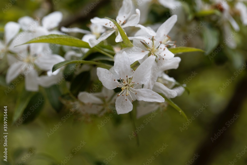 Flower of a dwarf flowering almond, Prunus glandulosa Flower of a dwarf flowering almond, Prunus glandulosa