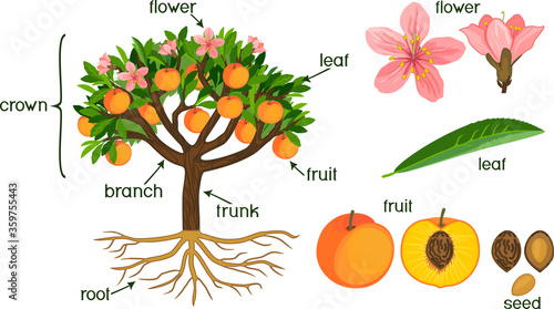 Parts of plant. Morphology of peach tree with fruits, flowers, green leaves and root system isolated on white background