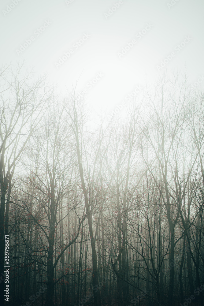 fog in the forest fog in the forest