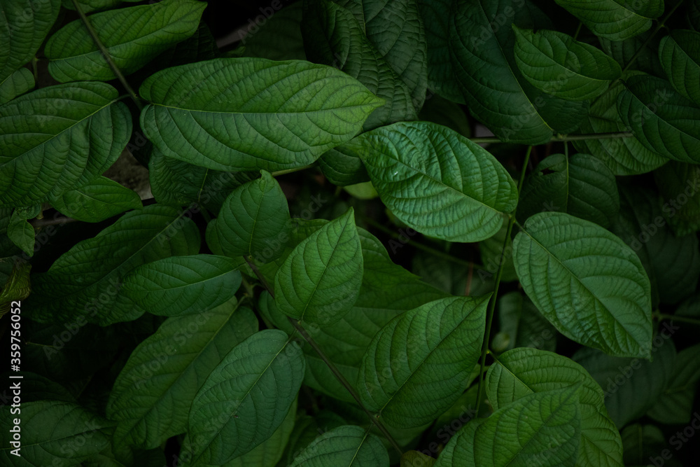 green leaves in the morning green leaves in the morning