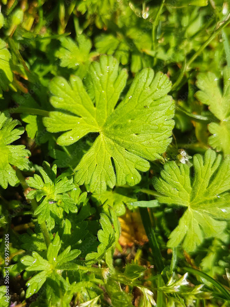 small geranium also small-flowered cranesbill (in german Kleiner Storchschnabel) Geranium pusillum small geranium also small-flowered cranesbill (in german Kleiner Storchschnabel) Geranium pusillum