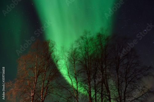 strong aurora borealis dancing on winter night sky over tree tops in northern Norway photo