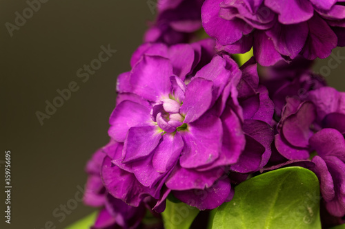 Flower of a hoary stock, Matthiola incana photo