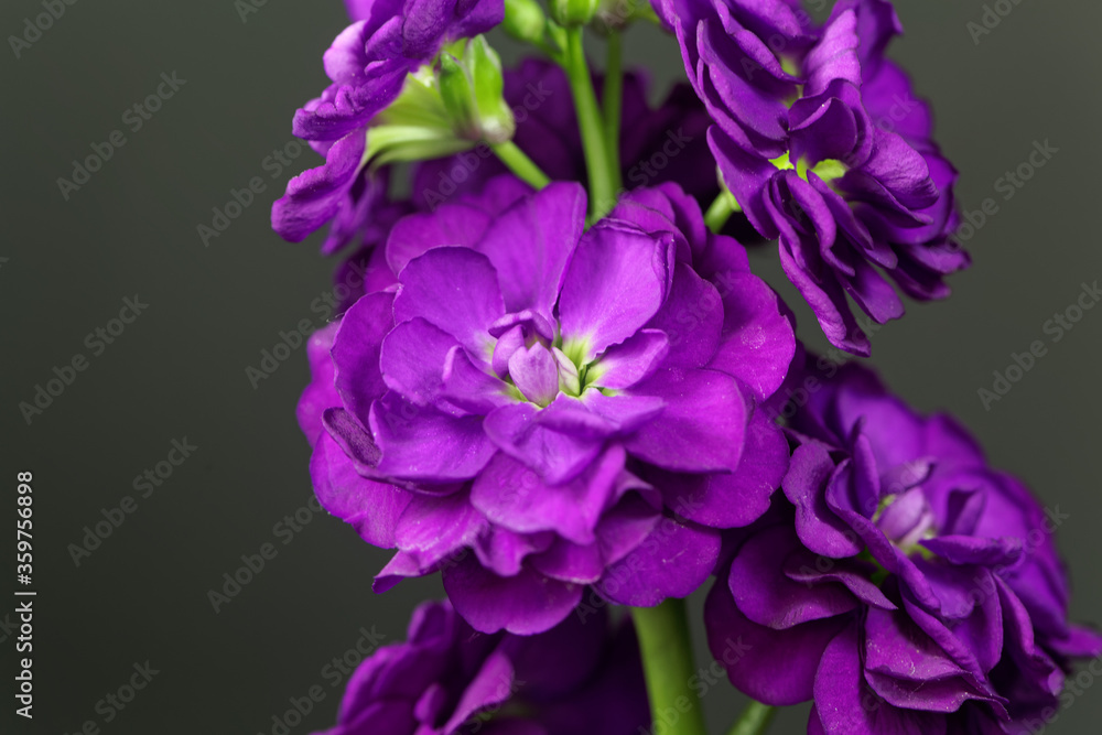 Flower of a hoary stock, Matthiola incana Flower of a hoary stock, Matthiola incana