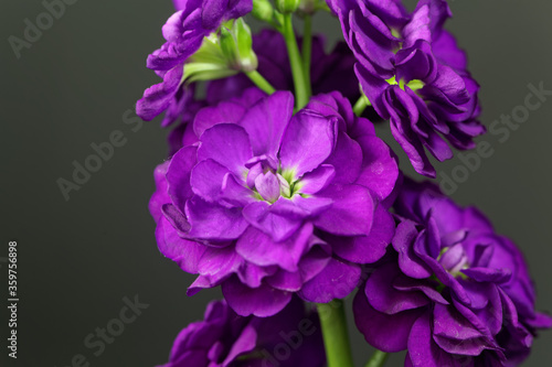 Flower of a hoary stock, Matthiola incana