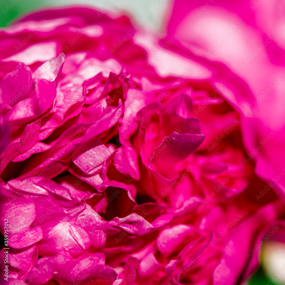 A large pink flower of garden peony close-up