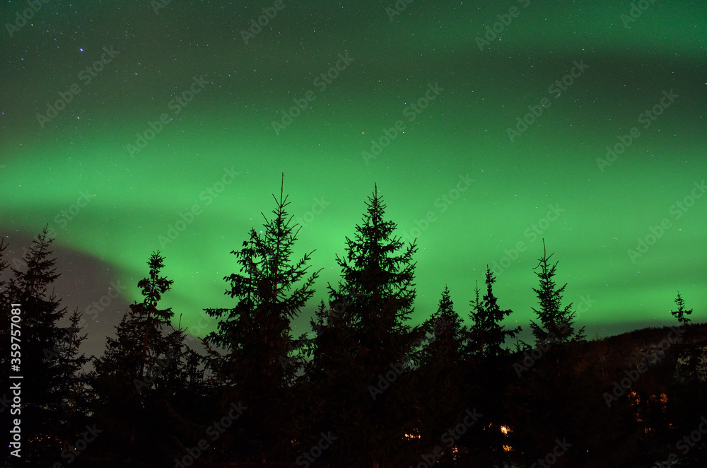 strong aurora borealis dancing on winter night sky over tree tops in northern Norway strong aurora borealis dancing on winter night sky over tree tops in northern Norway