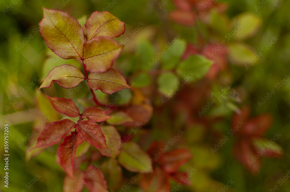 Red-green Climbing Rose leaves on blurred leafy background with copy space. Red-green Climbing Rose leaves on blurred leafy background with copy space.