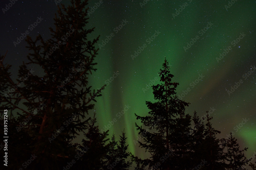 strong aurora borealis dancing on winter night sky over tree tops in northern Norway