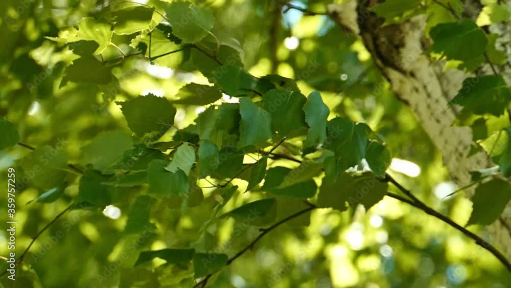 Wind swinging birch branch with green leaves on a clear summer day Wind swinging birch branch with green leaves on a clear summer day