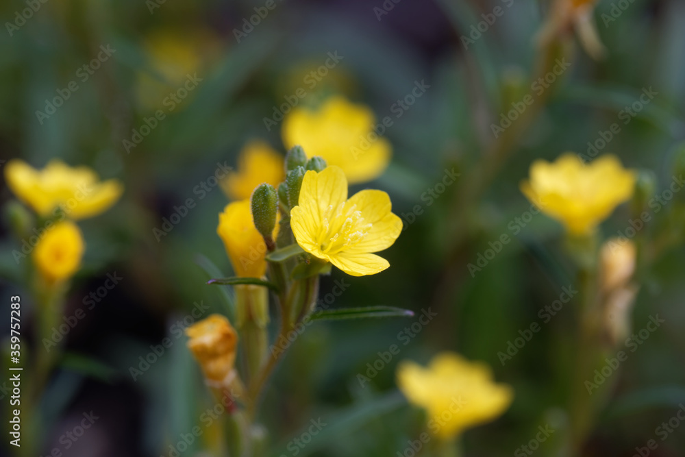 Flower of a Small Sundrops, Oenothera perennis Flower of a Small Sundrops, Oenothera perennis