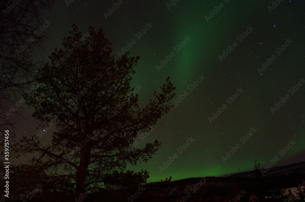 strong aurora borealis dancing on winter night sky over tree tops in northern Norway strong aurora borealis dancing on winter night sky over tree tops in northern Norway
