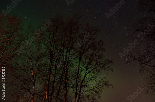 strong aurora borealis dancing on winter night sky over tree tops in northern Norway