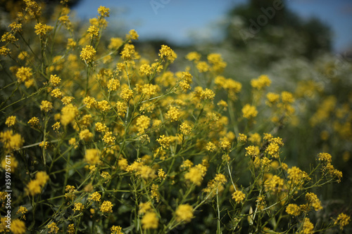Yellow flowers grow in the field © Fedor