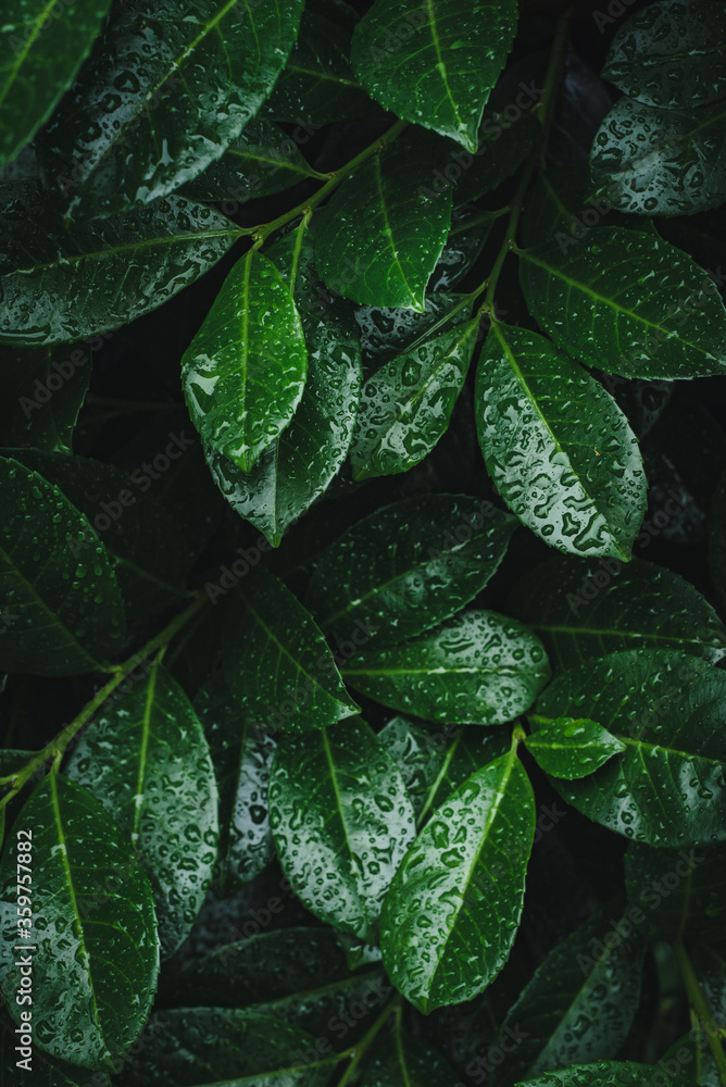 Zielone liście mokre od deszczu. - obrazy, fototapety, plakaty 