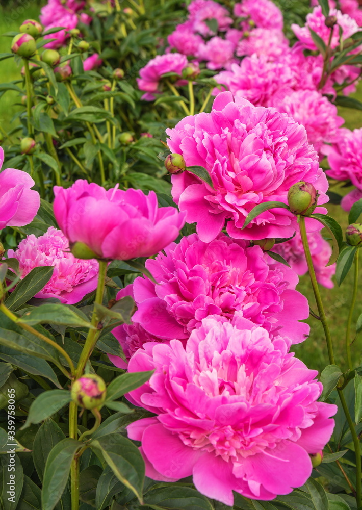 Bright pink scented peonies bloom in  garden.