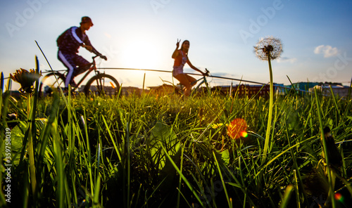 A guy and a girl ride bicycles against the background of the sunset. In the foreground, a dandelion is in focus.