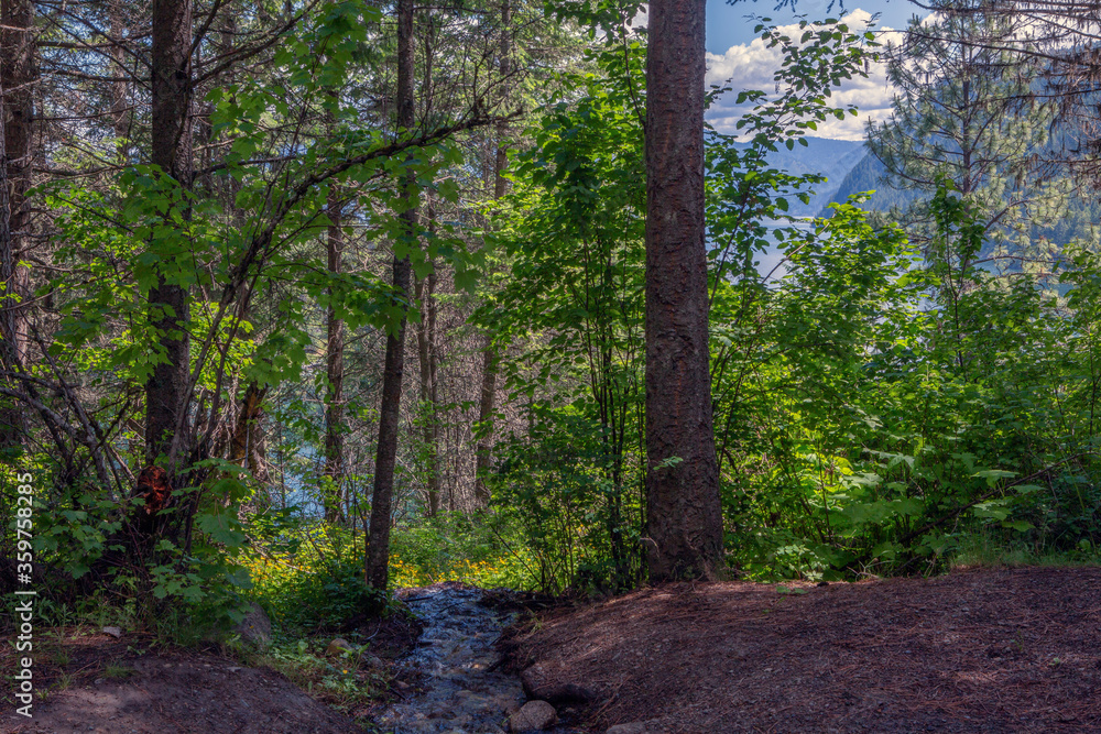 Fototapeta premium Farragut State Park