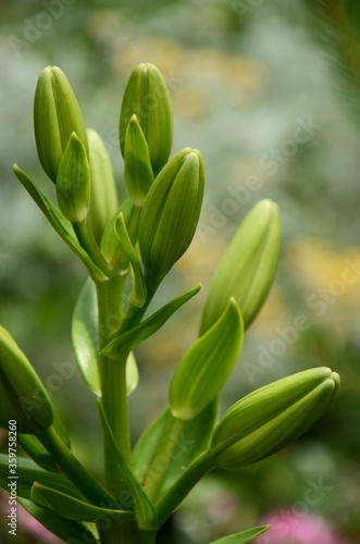 lily flower buds on green blured background. lily growing outside on a flowerbed