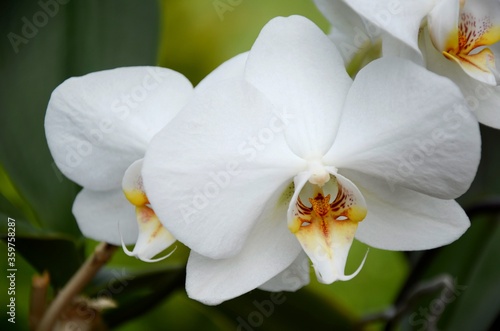Fototapeta Naklejka Na Ścianę i Meble -  white orchid on green background