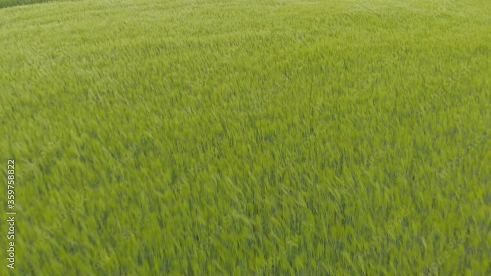 Cyclonic strong winds at Courland rural barley lands aerial Cyclonic strong winds at Courland rural barley lands aerial