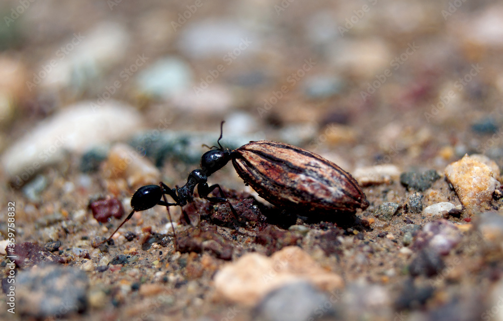 ant on the ground ant on the ground