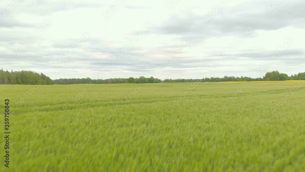 Barley seasonal fields aerial at evening at Courland Latvia Barley seasonal fields aerial at evening at Courland Latvia