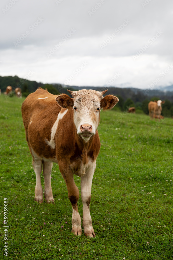 Portrait of cute little cow.  Small cow at the farm. Healthy agriculture. 