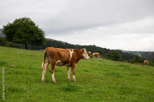 Portrait of cute little cow. Small cow at the farm. Healthy agriculture. 