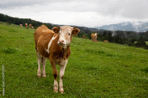 Portrait of cute little cow. Small cow at the farm. Healthy agriculture. 