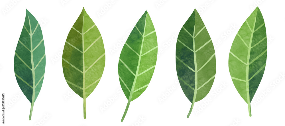 Green leaves set. Hand drawn watercolor lemon tree leaf isolated clip art.