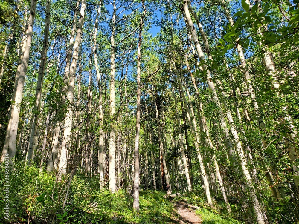 Fototapeta premium spring in the forest