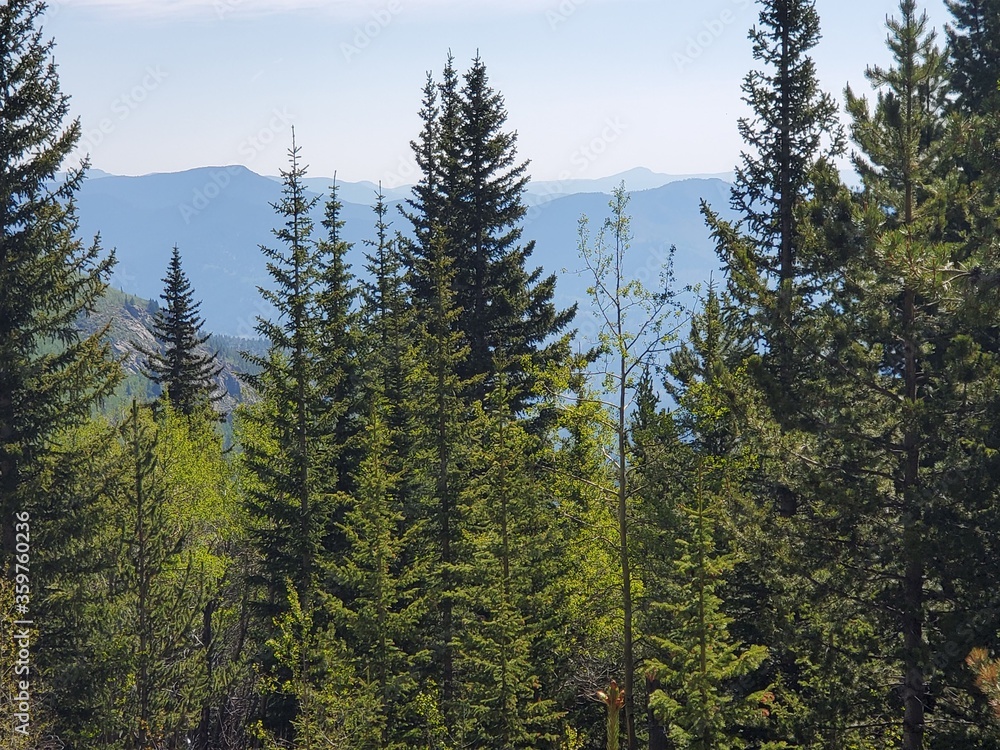 pine trees in the mountains pine trees in the mountains