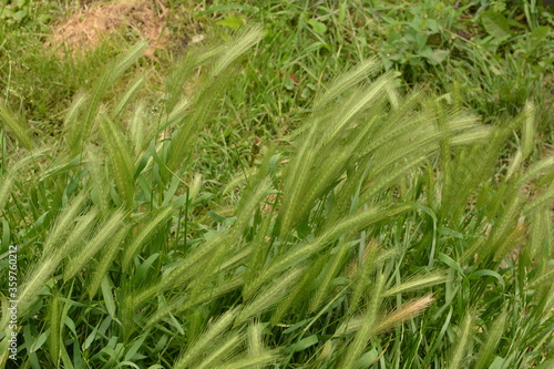 hordeum murinum aka wall barley or false barley grass plant photo